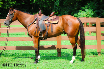"HANS LEO" Bay Gelding Quarter Horse