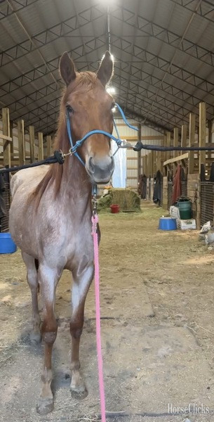 "4BF Delta" Red Roan Filly Racking Horse in Kentucky