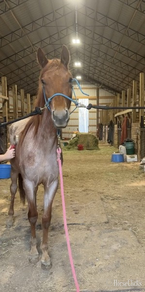 "4BF Delta" Red Roan Filly Racking Horse