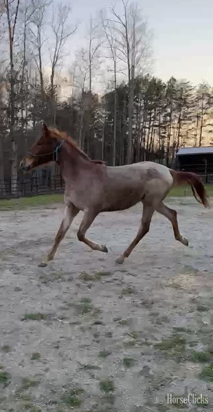 Kentucky "4BF Delta" Red Roan Filly Racking Horse