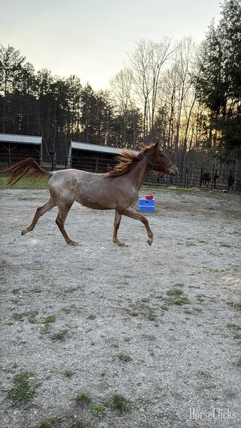 "4BF Delta" Red Roan Filly Racking Horse - Racking Horse in Kentucky