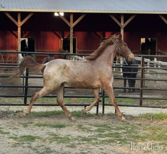 "4BF Delta" Red Roan Filly Racking Horse - Racking Horse