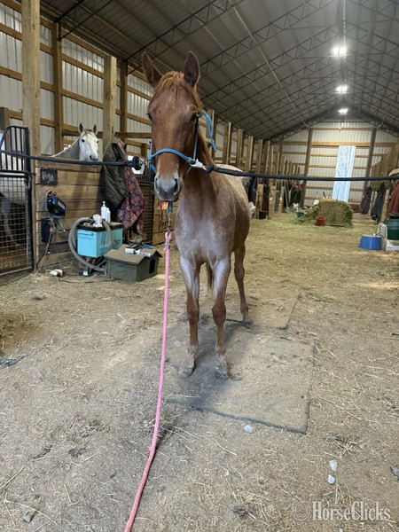 "4BF Delta" Red Roan Filly Racking Horse Kentucky