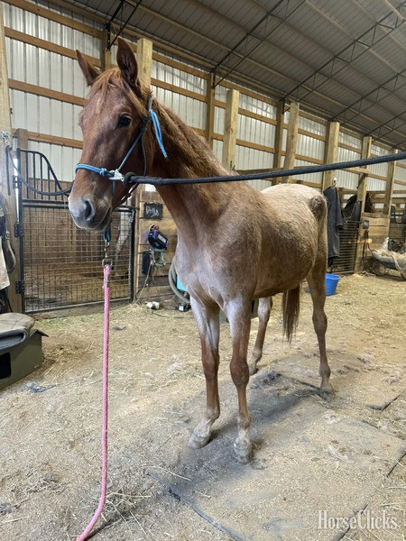 Racking Horse - "4BF Delta" Red Roan Filly Racking Horse in Kentucky