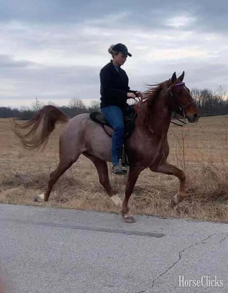 Racking Horse - "4BF Delta" Red Roan Filly Racking Horse