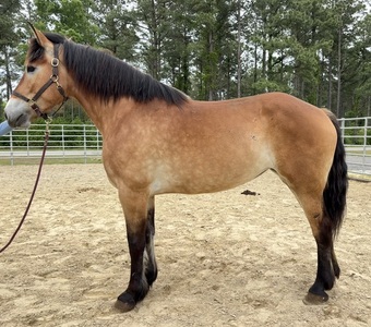 "Mare" Buckskin Mare Draft