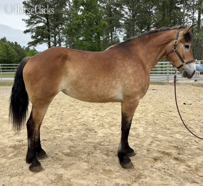 "Mare" Buckskin Mare Draft