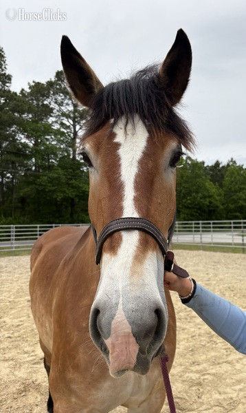 North Carolina "Mare" Buckskin Mare Draft