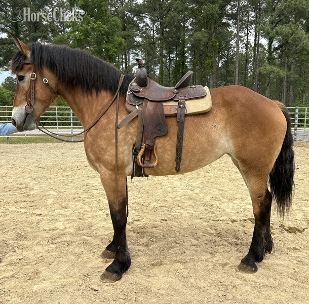 "Mare" Buckskin Mare Draft - Draft in North Carolina