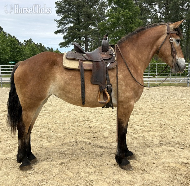 "Mare" Buckskin Mare Draft - Draft