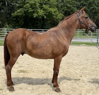 "August " Red Roan Gelding Quarter Horse