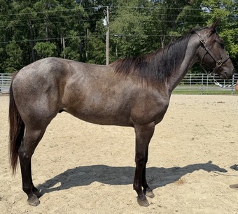 "Boots" Blue Roan Gelding Quarter Horse