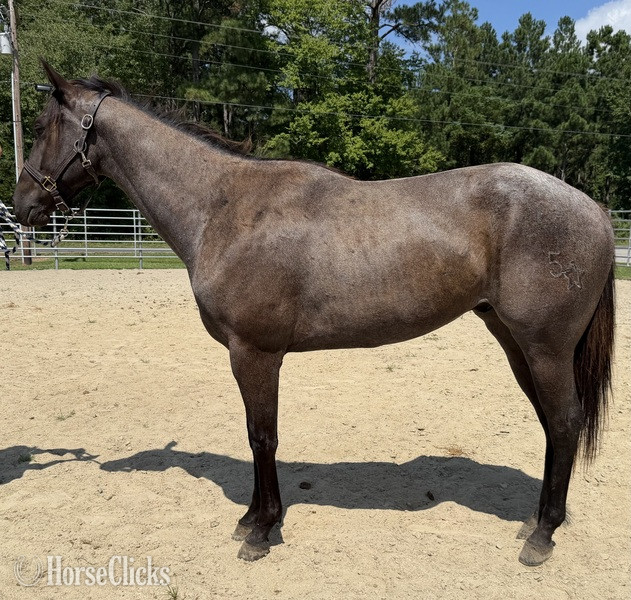 "Boots" Blue Roan Gelding Quarter Horse