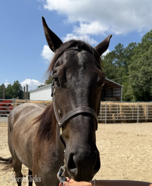 North Carolina "Boots" Blue Roan Gelding Quarter Horse