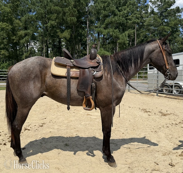 "Boots" Blue Roan Gelding Quarter Horse - Quarter Horse in North Carolina