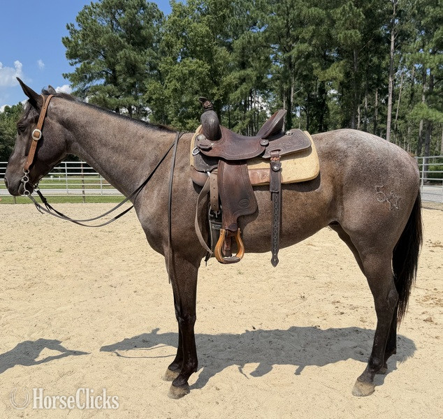 "Boots" Blue Roan Gelding Quarter Horse - Quarter Horse