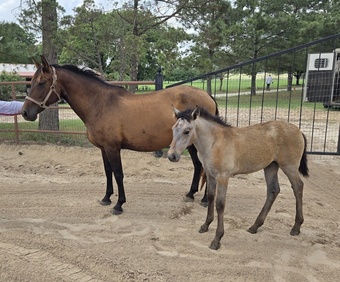 "Querendona H" Bay Broodmare Andalusian