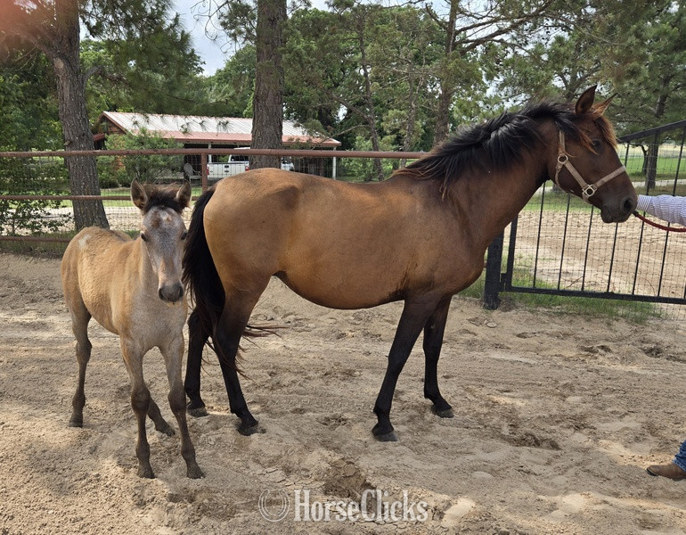 "Querendona H" Bay Broodmare Andalusian