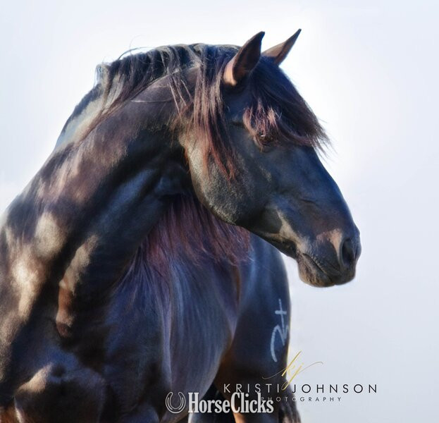 Texas "Querendona H" Bay Broodmare Andalusian