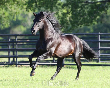 "Querendona H" Bay Broodmare Andalusian - Andalusian in Texas