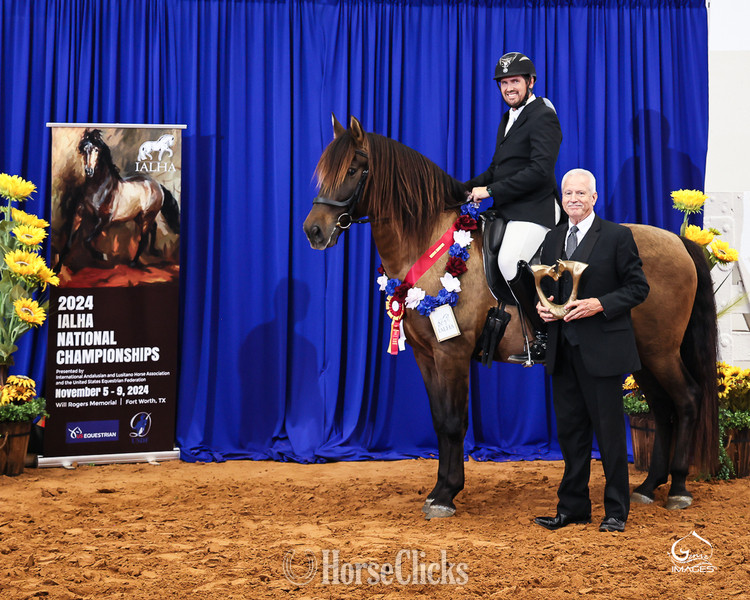 "Querendona H" Bay Broodmare Andalusian - Andalusian