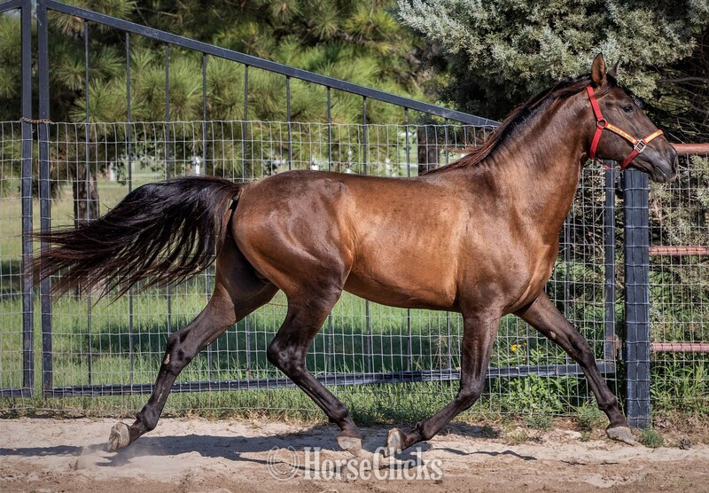"Querendona H" Bay Broodmare Andalusian Texas