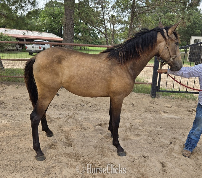 Andalusian - "Querendona H" Bay Broodmare Andalusian in Texas