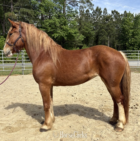 "Sid" Sorrel Mare Draft in North Carolina