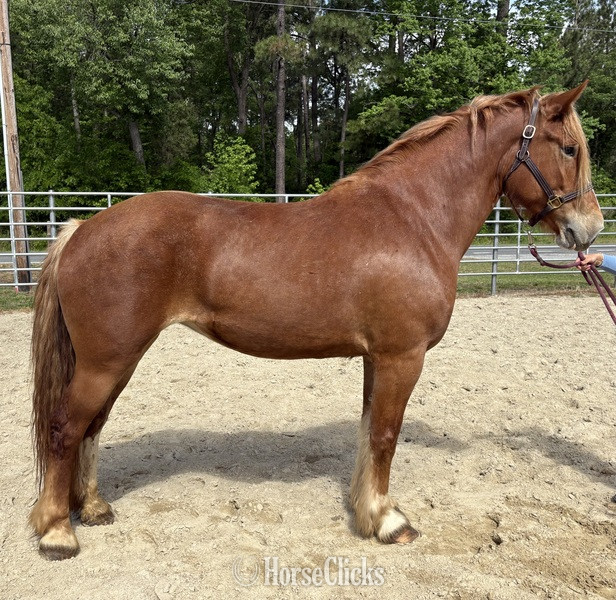 "Sid" Sorrel Mare Draft