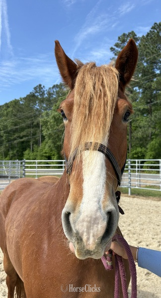 North Carolina "Sid" Sorrel Mare Draft