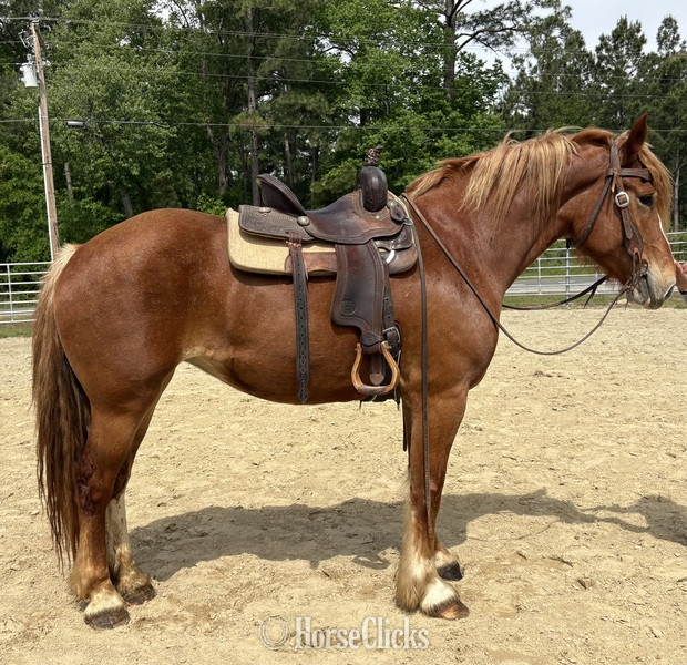 "Sid" Sorrel Mare Draft - Draft in North Carolina