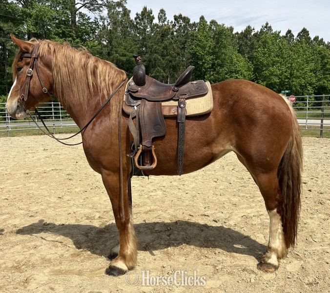 "Sid" Sorrel Mare Draft - Draft
