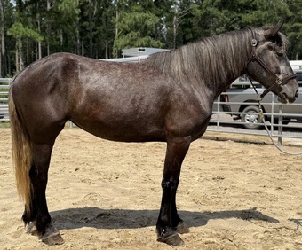 "Grey" Grey Mare Percheron