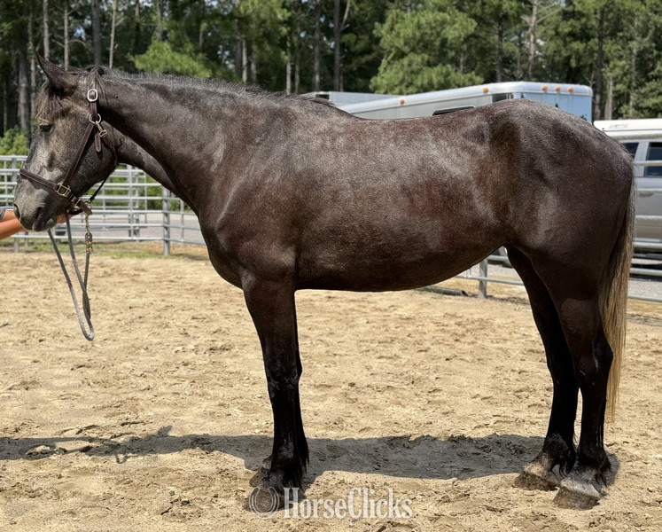 "Grey" Grey Mare Percheron