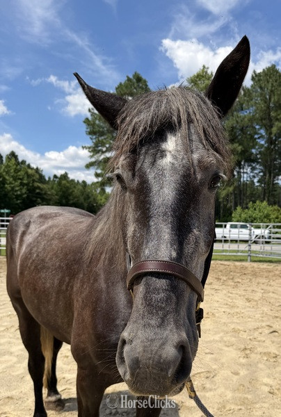 North Carolina "Grey" Grey Mare Percheron