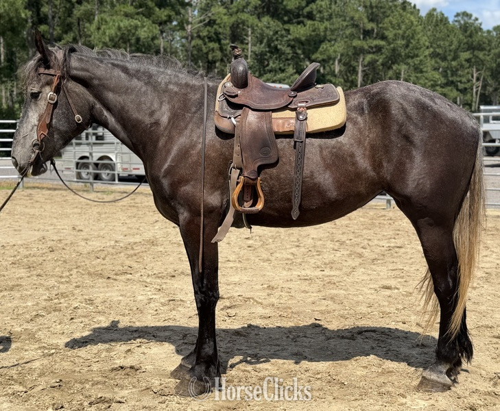 "Grey" Grey Mare Percheron - Percheron in North Carolina