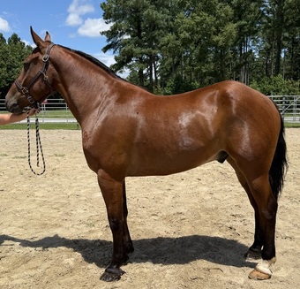 "Bay" Bay Gelding Draft