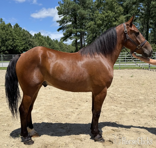 "Bay" Bay Gelding Draft