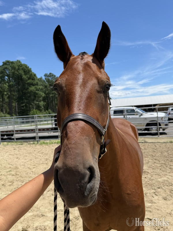 North Carolina "Bay" Bay Gelding Draft