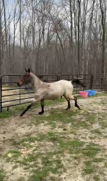 "4BF?S Billy Ray " Bay Roan Colt Racking Horse in Kentucky