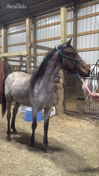 "4BF?S Billy Ray " Bay Roan Colt Racking Horse - Racking Horse in Kentucky