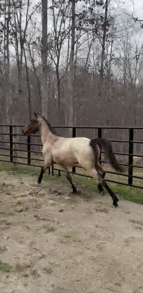 "4BF?S Billy Ray " Bay Roan Colt Racking Horse