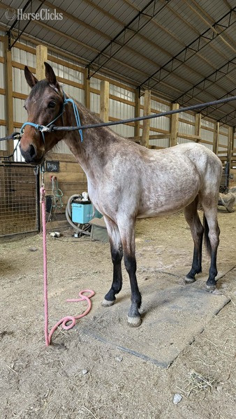 Kentucky "4BF?S Billy Ray " Bay Roan Colt Racking Horse