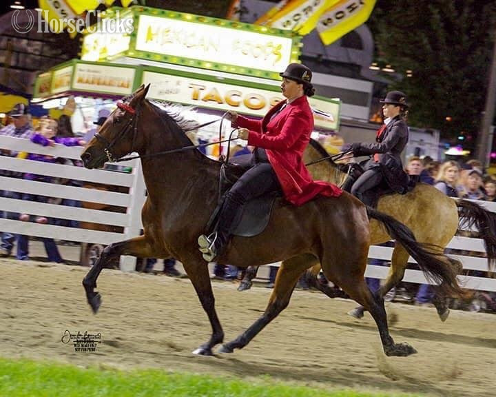 "4BF?S Billy Ray " Bay Roan Colt Racking Horse Kentucky
