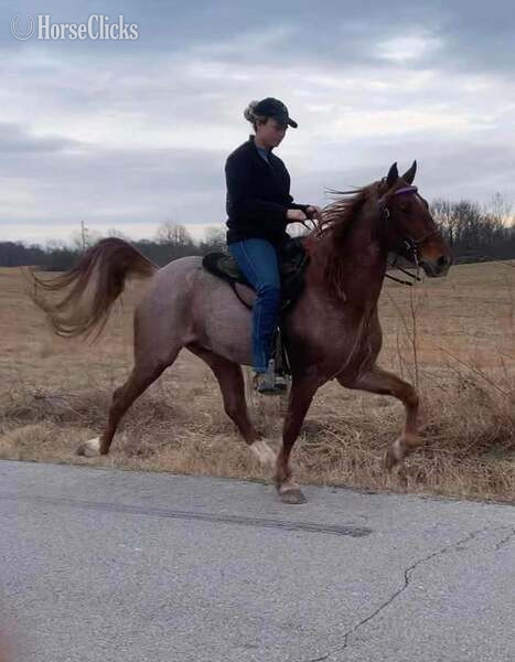 Racking Horse - "4BF?S Billy Ray " Bay Roan Colt Racking Horse in Kentucky