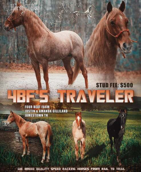 Racking Horse - "4BF?S Billy Ray " Bay Roan Colt Racking Horse