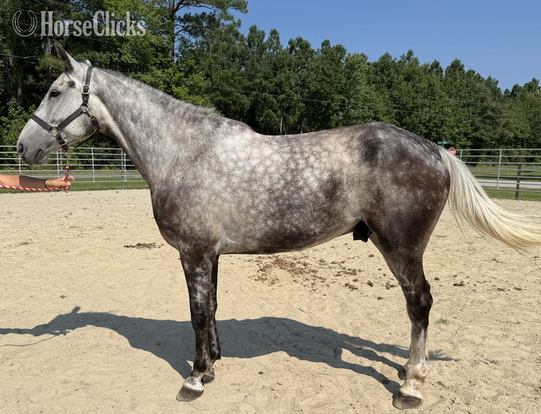 "Thunder " Grey Gelding Draft