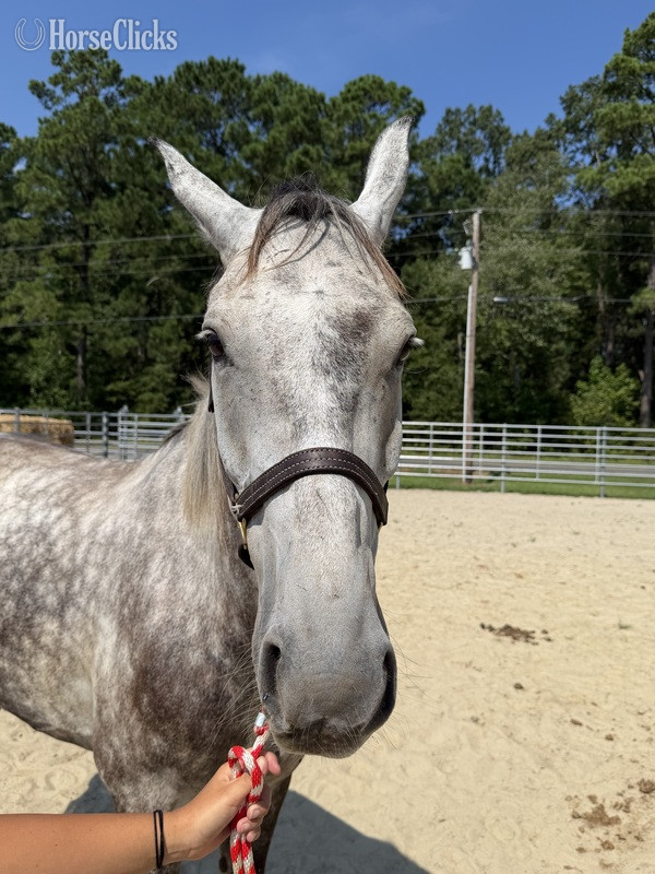 North Carolina "Thunder " Grey Gelding Draft