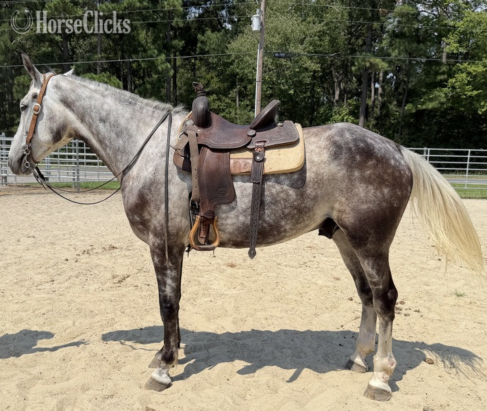 "Thunder " Grey Gelding Draft - Draft in North Carolina