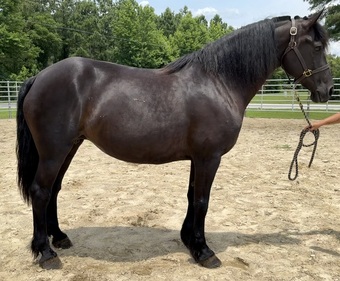 "Mare" Black Mare Draft